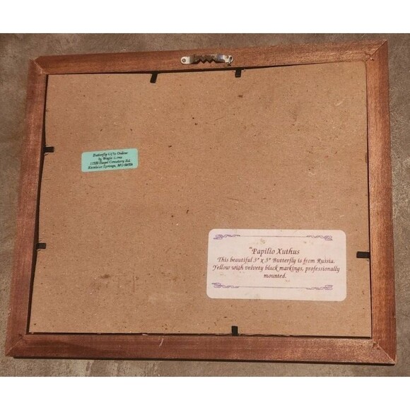 FRAMED MOUNTED BUTTERFLY DISPLAY, WOOD, TAXIDERMY PAPILIO XUTHUS - Picture 2 of 3